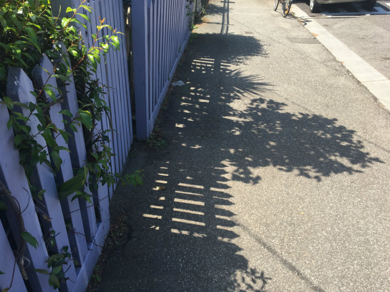 photography walks - garden shadow