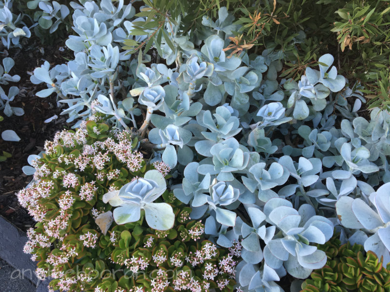 succulents just so delicious - native creepers