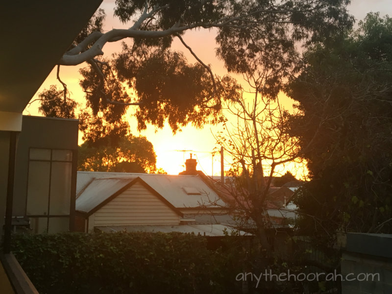 sunset over rooftops and gum tree