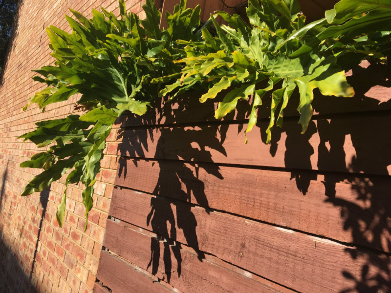 shadow play on plants - hooray graduate