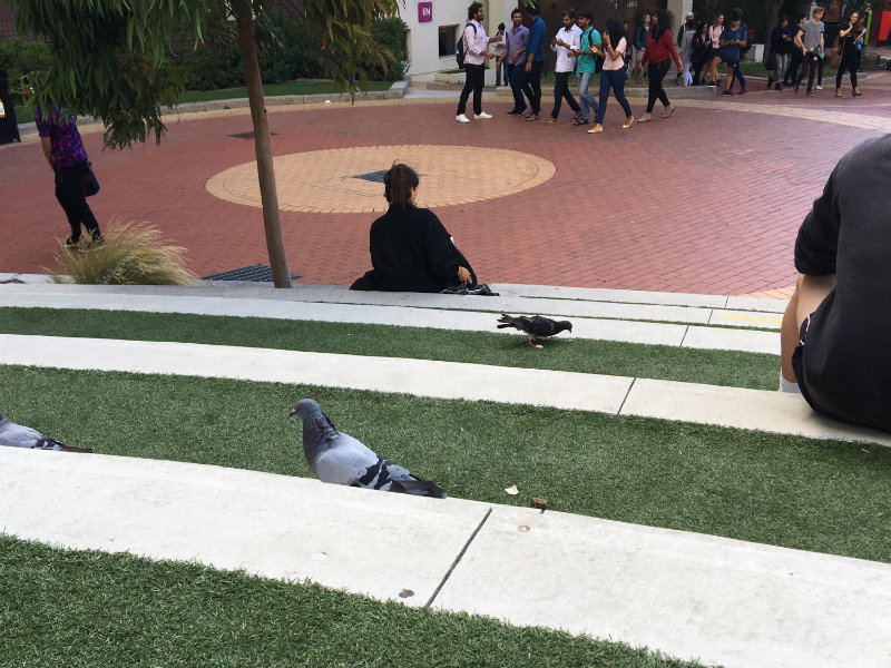 pigeons and people on the stairs at university