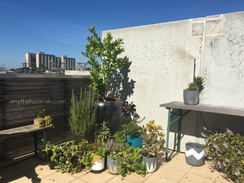 plants in the sun with view of rooftops