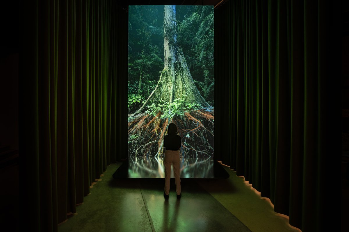 marshmallow laser feast: acmi melbourne - showing light art of an ancient sequoia tree