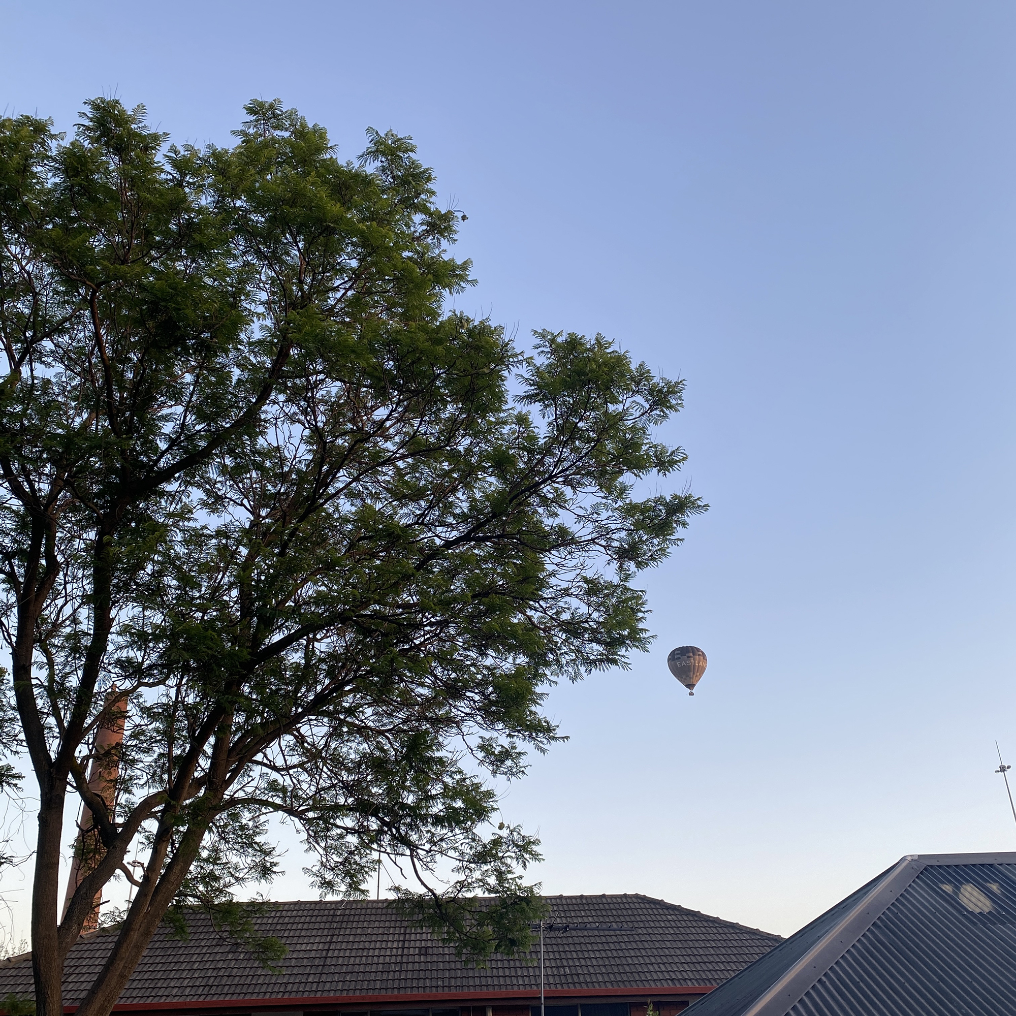 Hottest 100 morning - hot air balloons from the balcony (with a view of a tree)