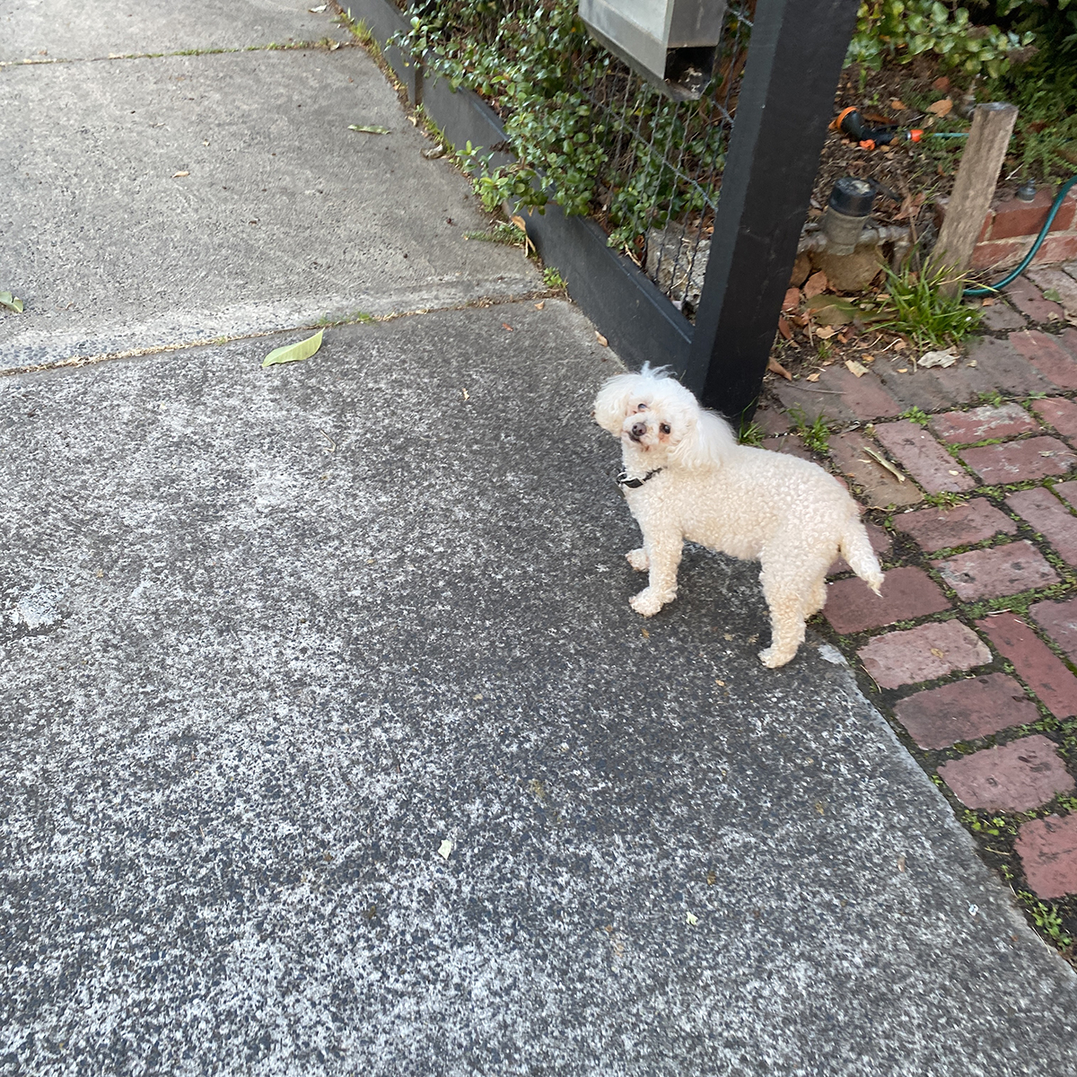 white toy poodle dog looking at the camera standing on the footpath