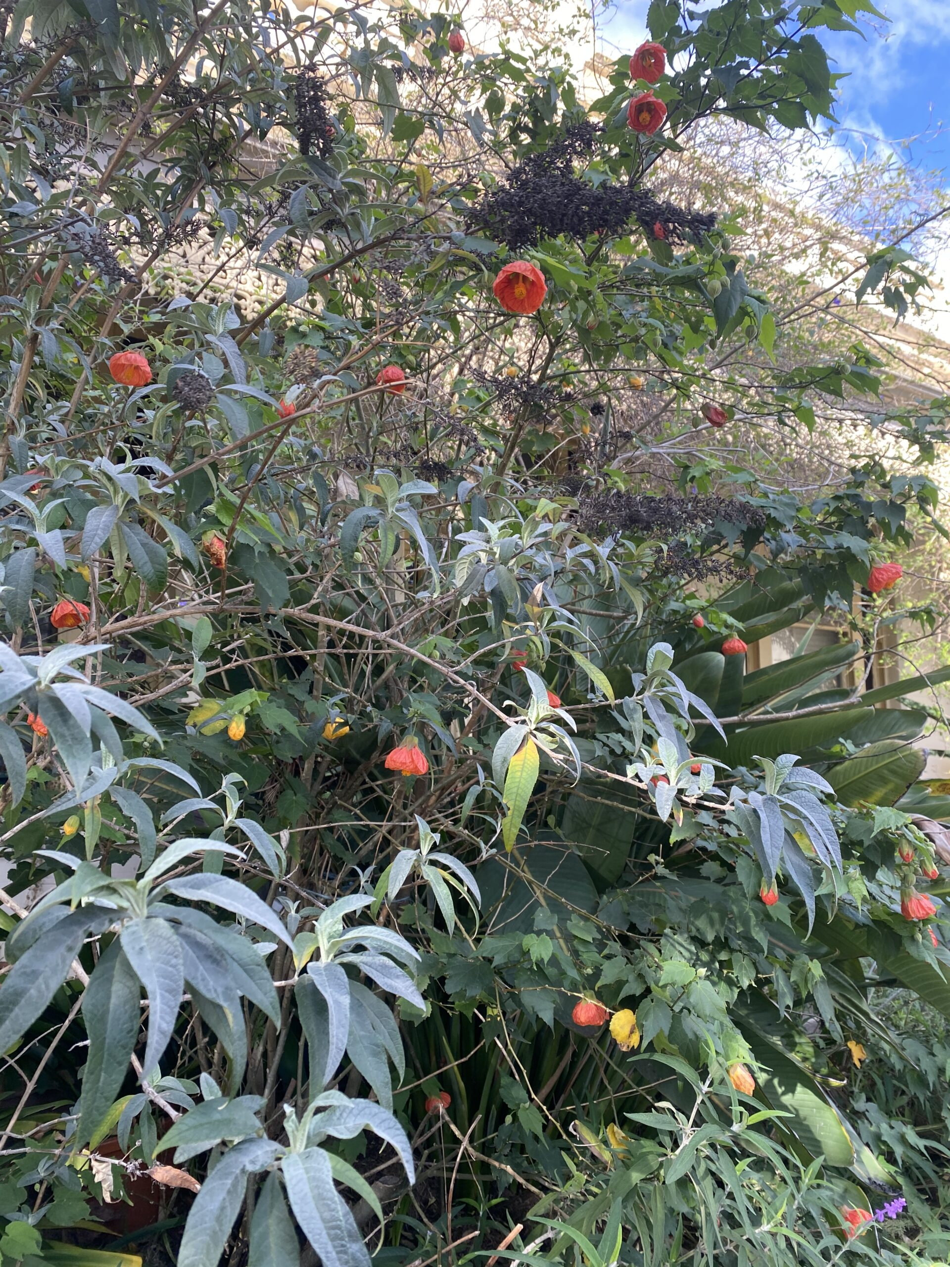 flowers in the trees on a sunny day