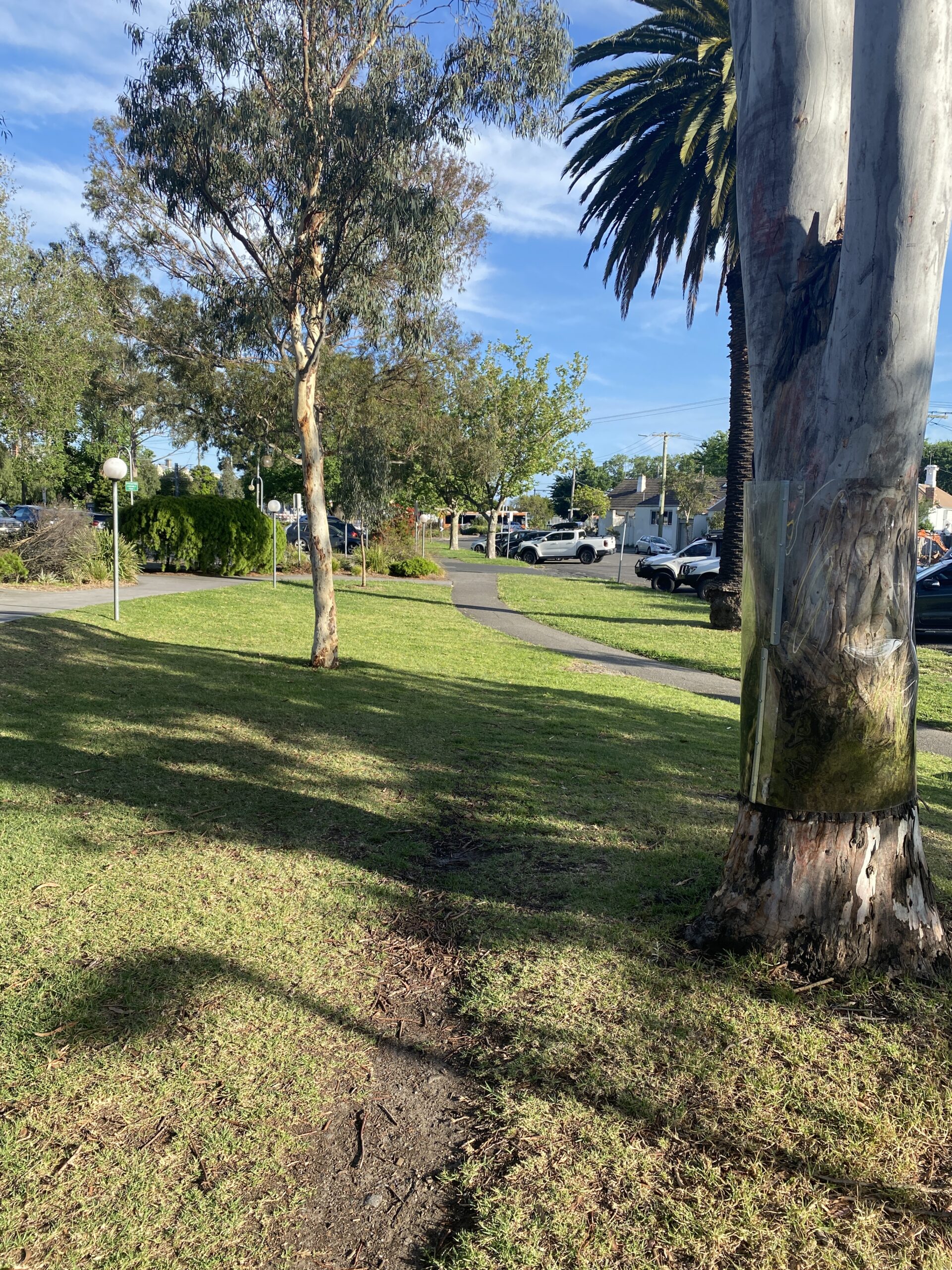 outside collingwood leisure centre - view of trees in the sunshine with a footpath