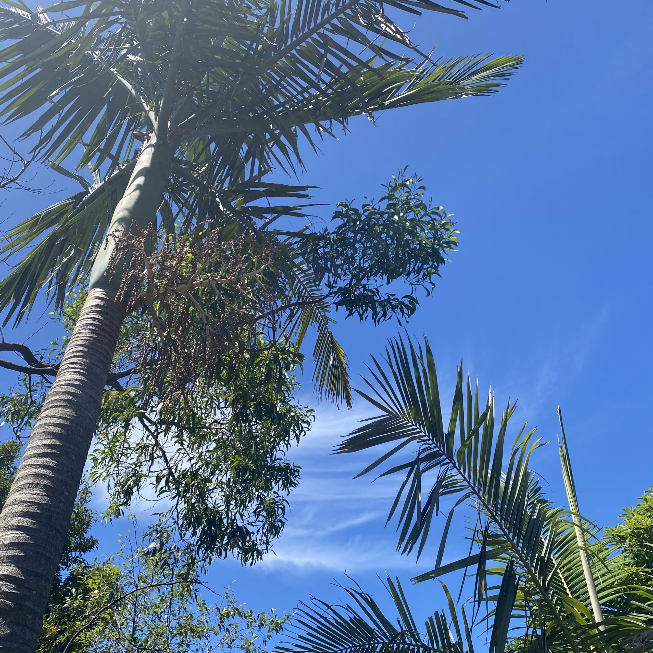 tree skyline from my balcony