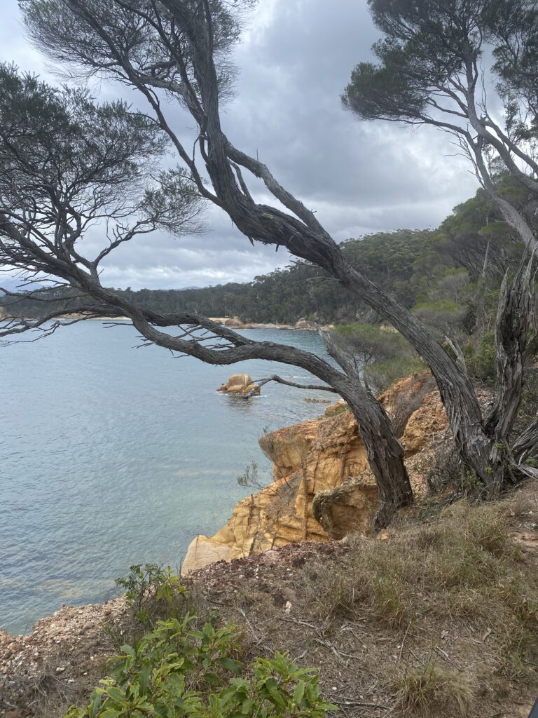 view to Quarantine Bay from lookout on Bundian Story Trail